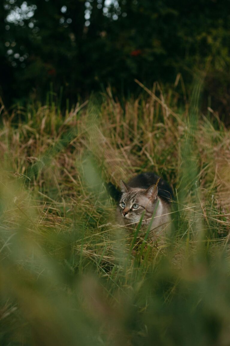 A cat hides in the tall grasses of a Russian field, blending with its surroundings.